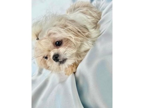 Tuvalet eğitimli shih-tzu (şitzu)