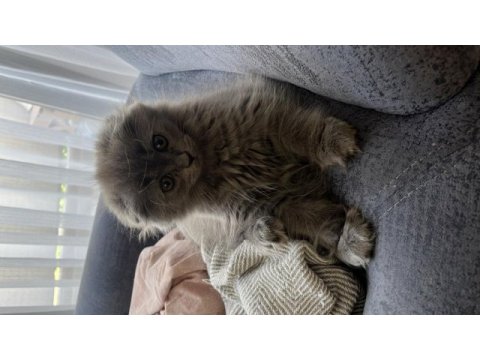 Scottish longhair ve british longhair yavrularımıza yuva