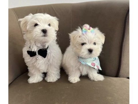 0 numara aşılı wc eğitimli maltese bebekler