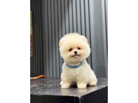 Sağlık ve ırk garantili pomeranian