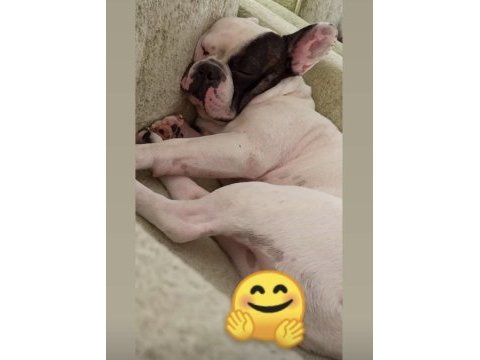 7 yaşında çipli erkek kısır değil french bulldog