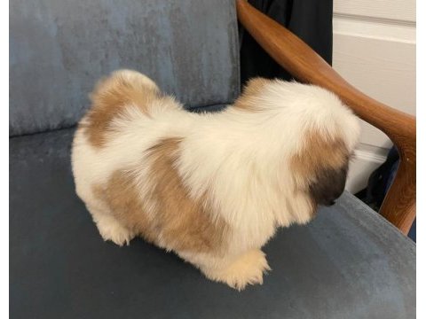 Muhteşem erkek shih tzu yavru