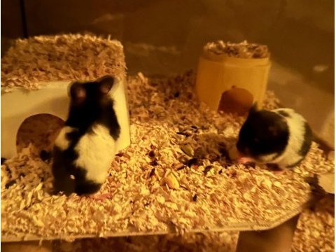 Suriye hamster