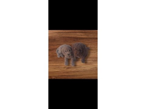 Orijinal sevimli toy poodle yavrularımız istanbul