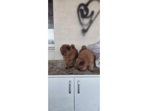 Erkek dişi 45 günlük yavrular chow chow