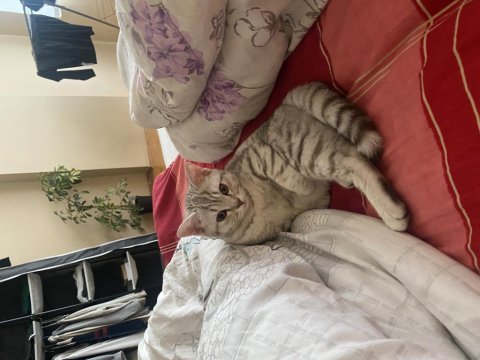Ücretsiz 5 aylık kedimiz