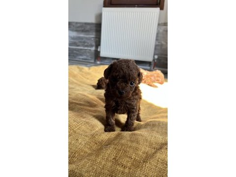 Kore red brown toy poodle yavruları