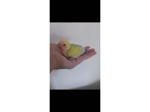 El besleme uysal ısırmaz bebek sevda papağanı yavrusu