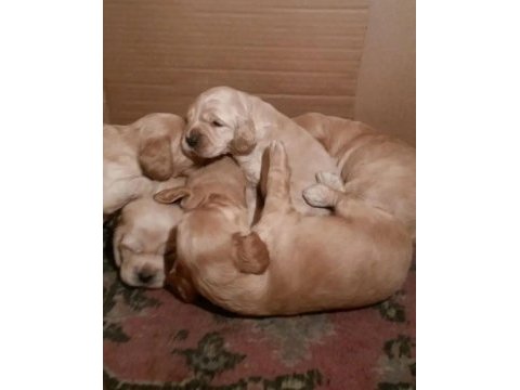 American cocker köpeği