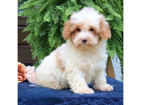 Dunyanın en zeki dizayn ırkı labradoodle f1b