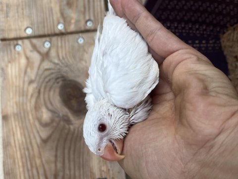 Albino pakistan papağanı kırmızı göz