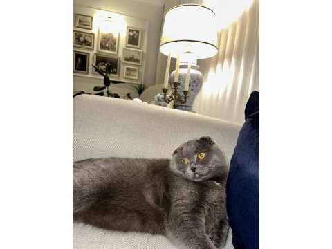 Satılık scottish fold