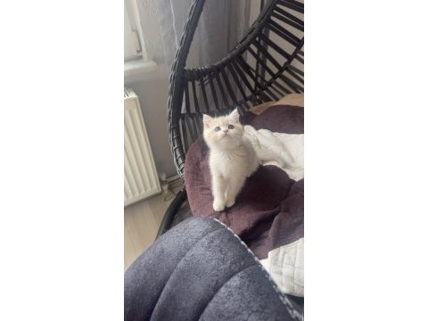 Golden gerçek saf kan british shorthair