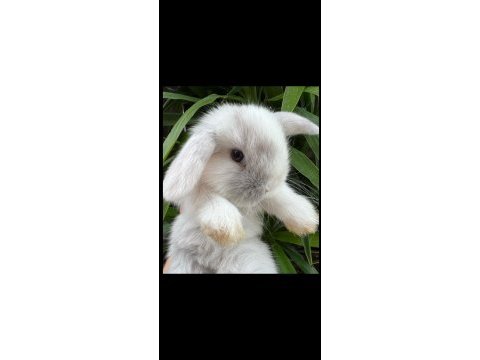 Hollanda lop tavşanı