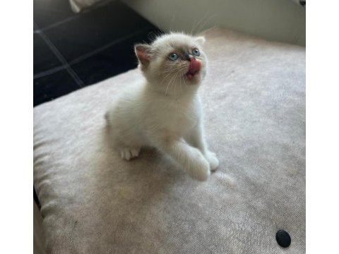 Scottish fold yavrumuz