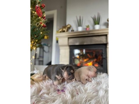 Yüksek kaliteli fransız bulldog yavruları