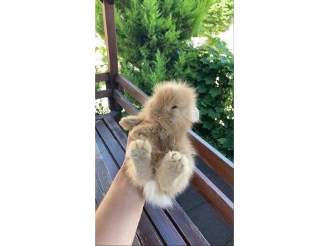 Hollanda lop tavşanı yavruları muğla-bodrum