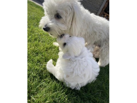 Maltese terrier yavrularız orjinal ırk garantilidir