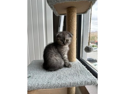 2 aylık dişi scottish fold