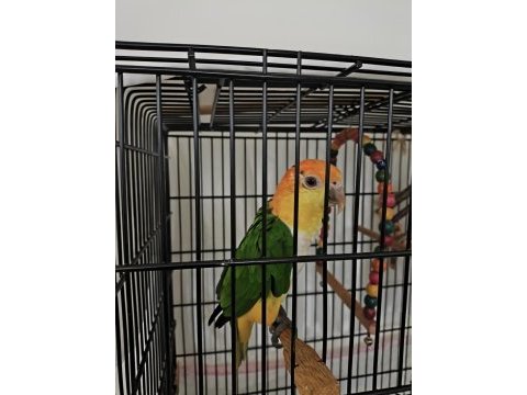 Caique papağanı (kayık papağanı)