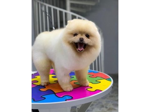 Pomeranian boo ve spitz (ayı surat ve tilki surat)