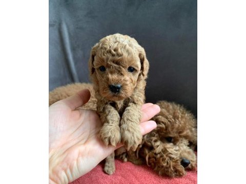 Ailelere uygun toy poodle yavrular
