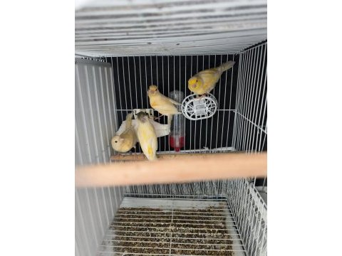 Kaliteli alman tepeli yavru kuşlar