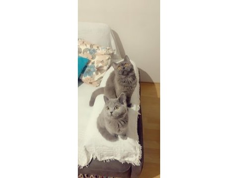 Evden safkan eşsiz yavrularım