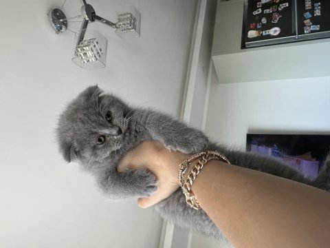 British shorthair 23 aralık doğumlu
