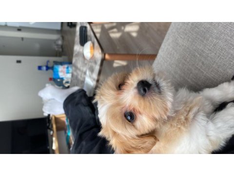 2 aylık çok tatlı maltipoo