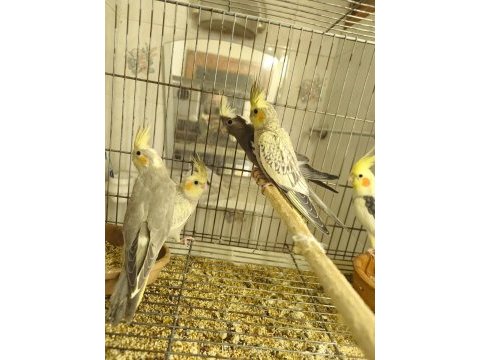 Sultan papağanı yavruları 2 aylık
