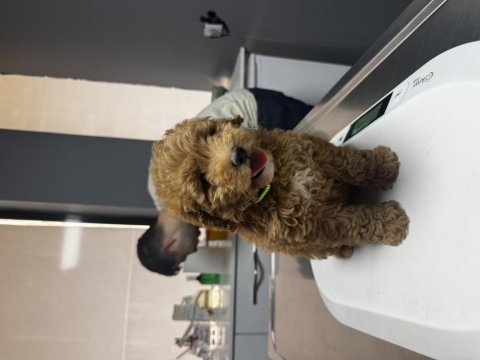 3 aylık yavru toy poodle