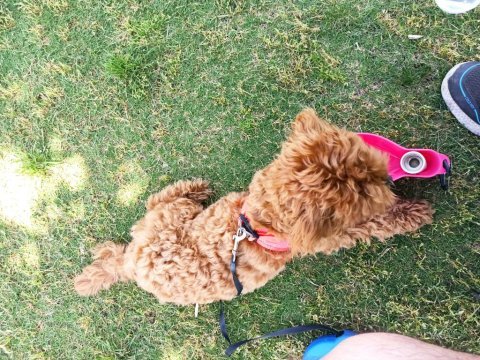 1 yaşında dişi poodle kızımızı sahiplendiriyoruz