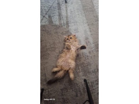 British longhair ücretsiz sahiplendirilecektir