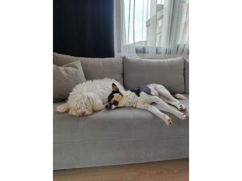 Aşırı oyuncu bebiş köpeğimiz