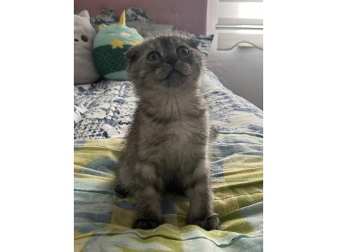 Yavru scottish fold kedimiz acil