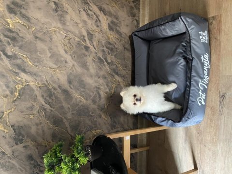 9 aylık pomeranian boo tuvalet eğitimi var aşıları tam
