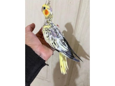 39 günlük sultan papağanı bebek