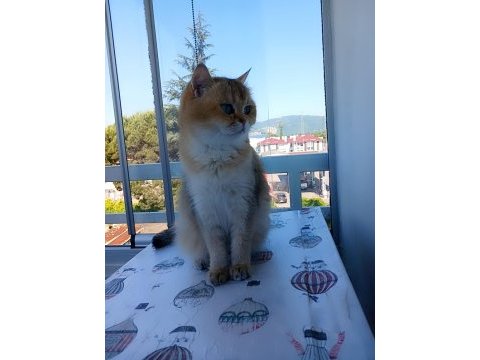2 yaşında british kızım 1.5 aylık hamile