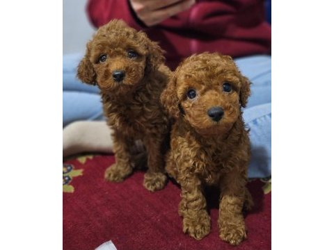 Ev doğumlu karamel poodle bebeklerim
