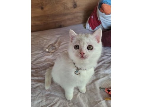 British shorthair erkek yavru beyaz