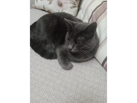 Russian blue kedimiz oyun canlısı