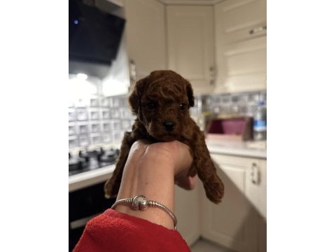 Korekan poodle yavrularım