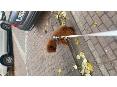 Akıllı ve sevimli coffee coffee poodle