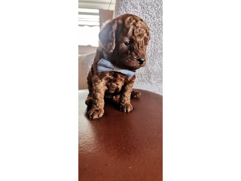 Toy poodle erkek yavrularım