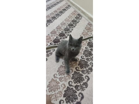 Akıllı ve sevimli british shorthair