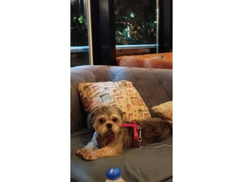 Shih tzu köpeğimiz oscar yeni yuva arıyor