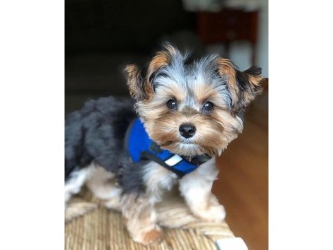 Teacup yorkshire terrier