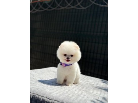 Sağlık ve ırk garantili pomeranian köpeği