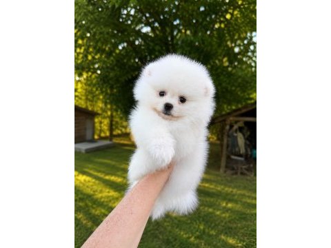 Sağlık ve ırk garantili pomeranian köpeği